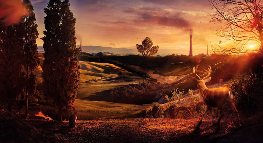 Find Your Inner Harmony Wallpaper