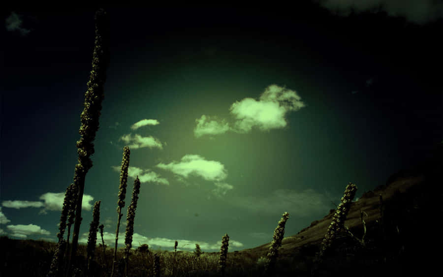 Finding Peace In Harmony Wallpaper