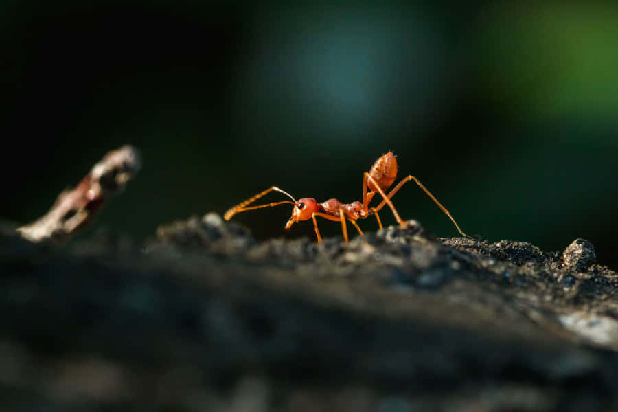 Fire Ant Exploring Terrain.jpg Wallpaper