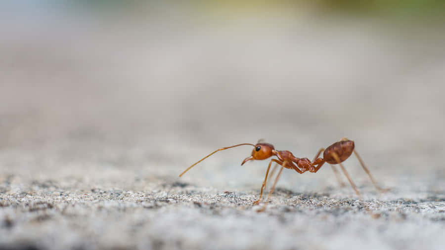 Fire Antonthe Move Wallpaper