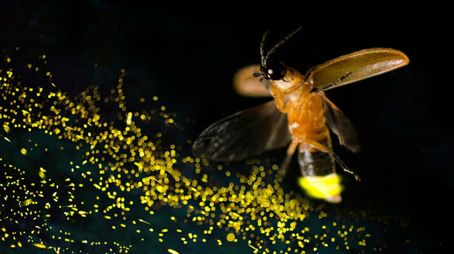 Firefly Illuminationin Darkness Wallpaper