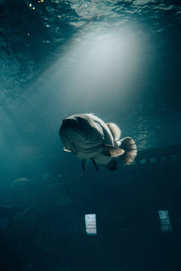 Fish Underwater Awesome Animal Wallpaper