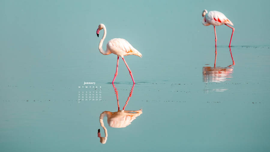 Flamingos Kick-off The New Year - January 2022 Calendar Wallpaper