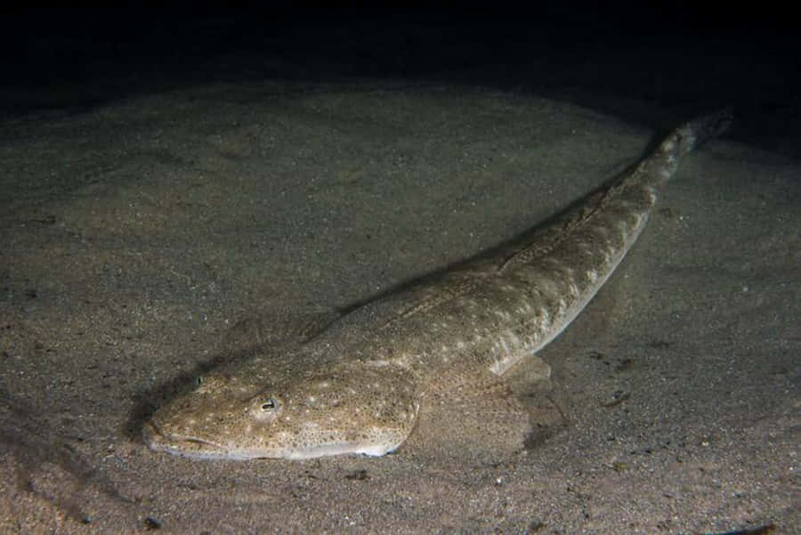 Flathead Fish On Seabed Wallpaper