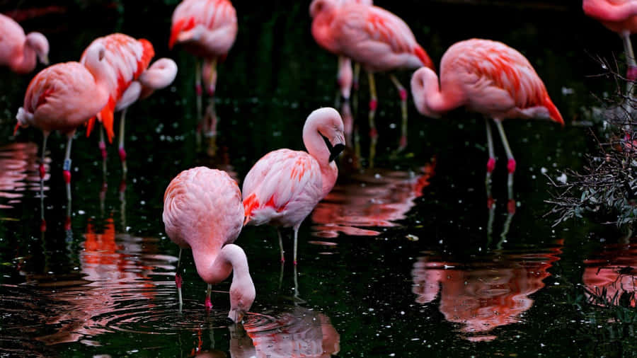 Flaunt Your Style With This Unique Flamingo Patterned Laptop Wallpaper