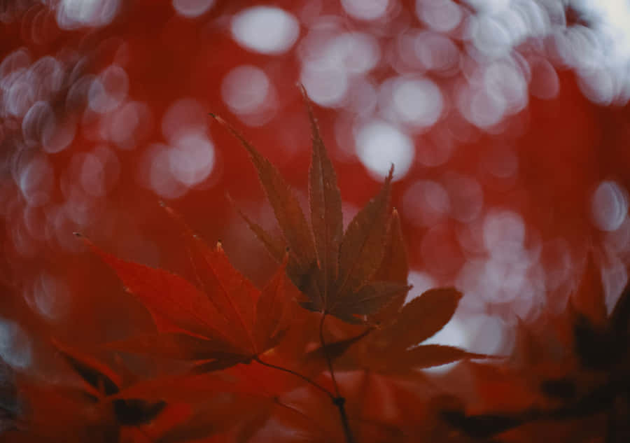 Floating Islands, A Tropical Dream Wallpaper