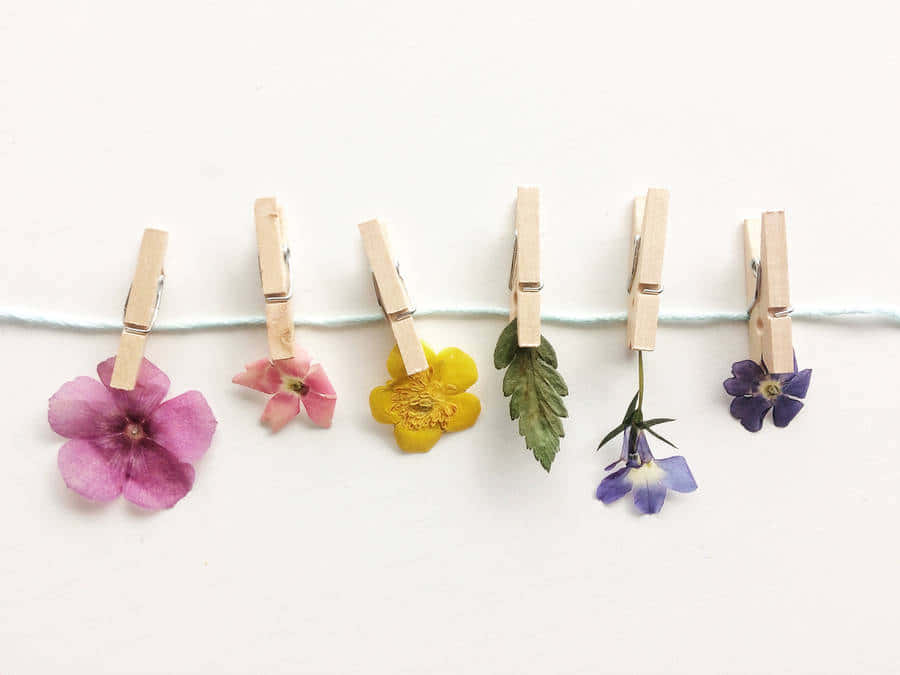 Floral_ Clothespins_ Display Wallpaper
