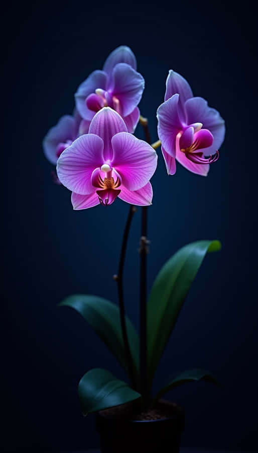 Flower Wallpaper