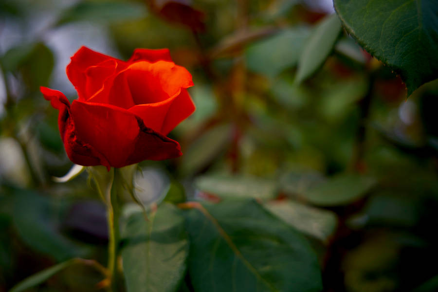 Flower 4k Blood Red Rose Wallpaper