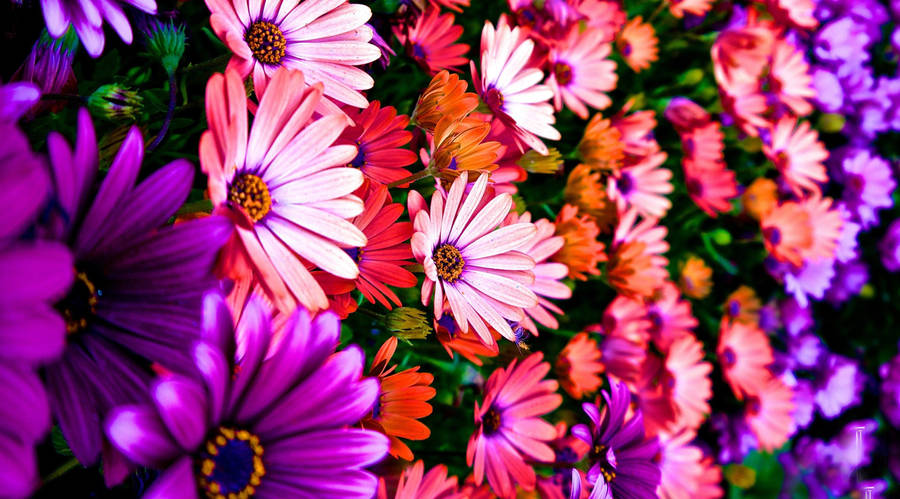 Flowers 4k Colourful Cape Marguerite Wallpaper