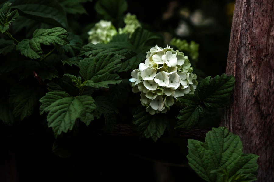 Flowers 4k Oakleaf Hydrangea Wallpaper