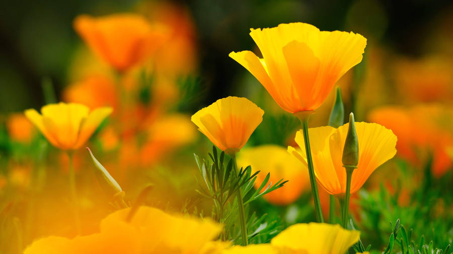 Flowers 4k Yellow Tulips Wallpaper