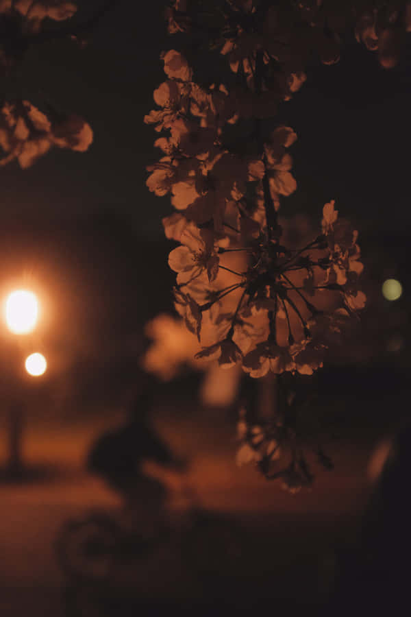 Flowers Silhouette Tumblr Photography Iphone Wallpaper
