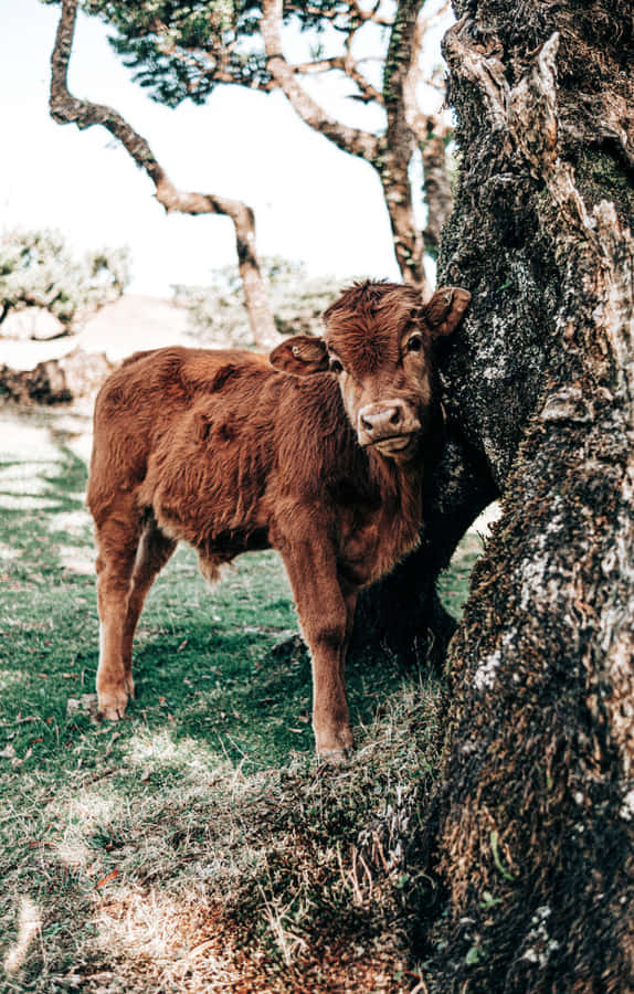 Fluffy Brown Cow Leaningon Tree Wallpaper