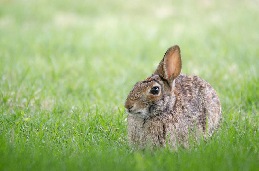 Fluffy Brown Rabbit Hiding Wallpaper