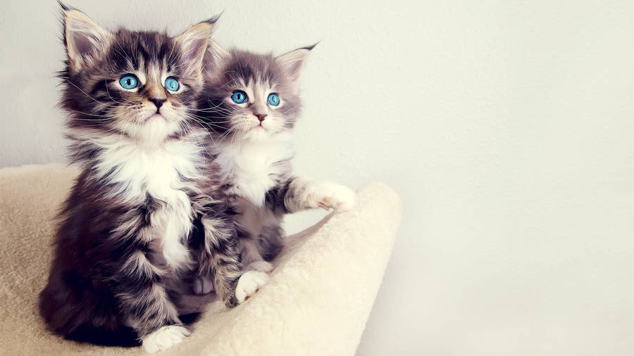 Fluffy Kittens With Blue Eyes Wallpaper