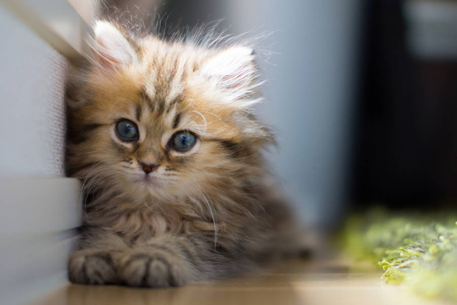 Fluffy Tabby Kitten Wallpaper