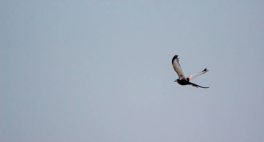 Flying Beautiful Birds Wallpaper