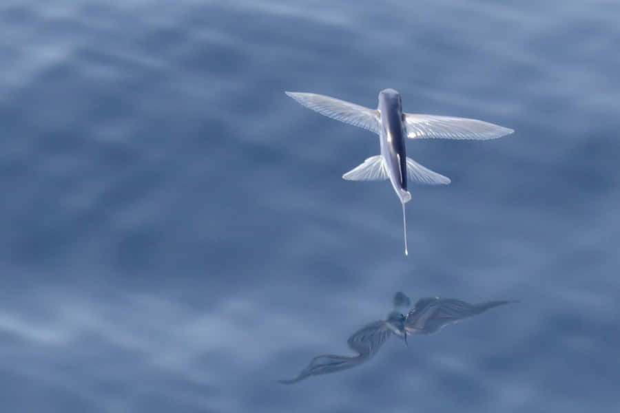 Flying Fish Gliding Over Sea Wallpaper