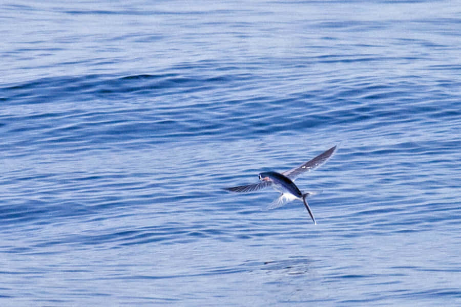 Flying Fish Gliding Over Sea.jpg Wallpaper