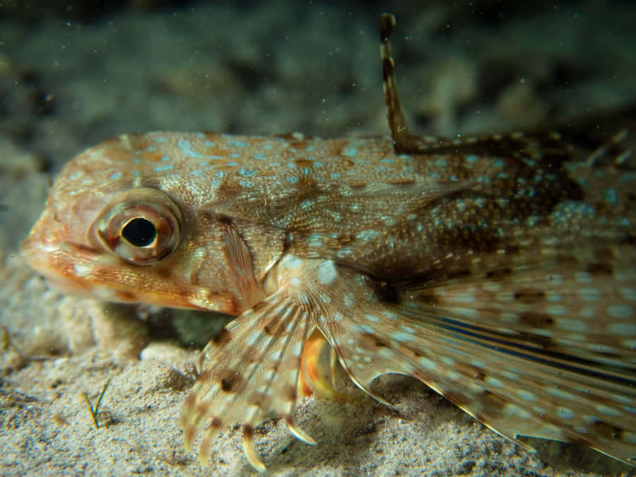 Flying Gurnard Camouflagedon Ocean Floor Wallpaper