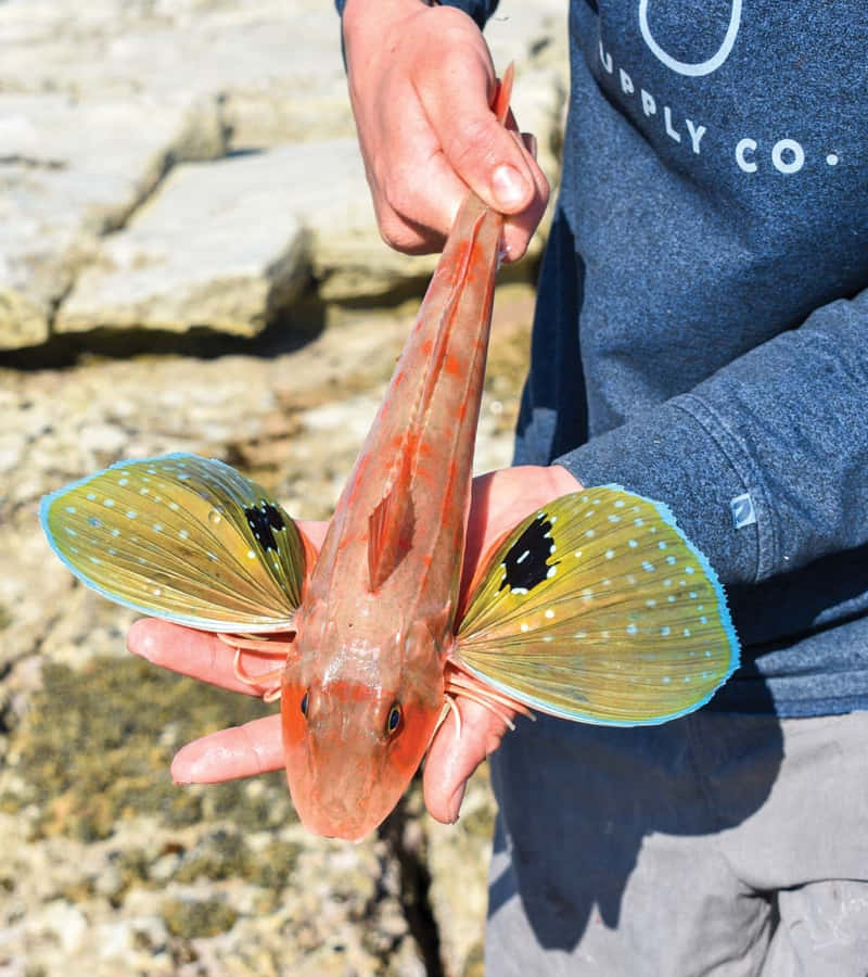 Flying Gurnard Held By Fisherman Wallpaper