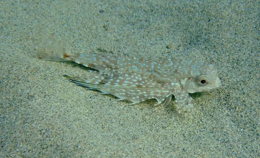 Flying Gurnard Sandy Bottom Wallpaper