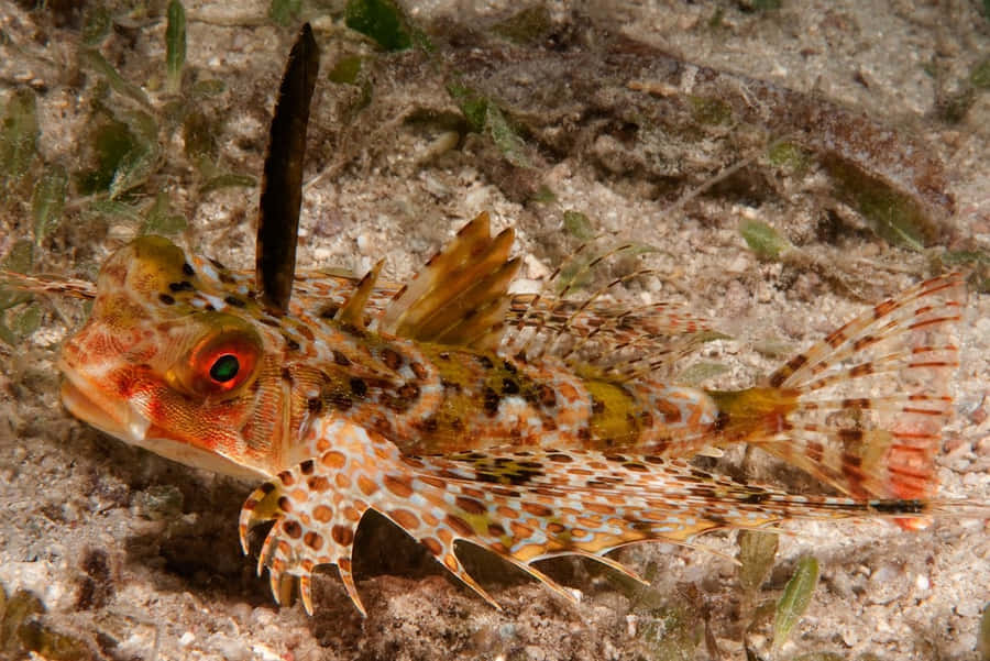 Flying Gurnard Sandy Bottom Wallpaper