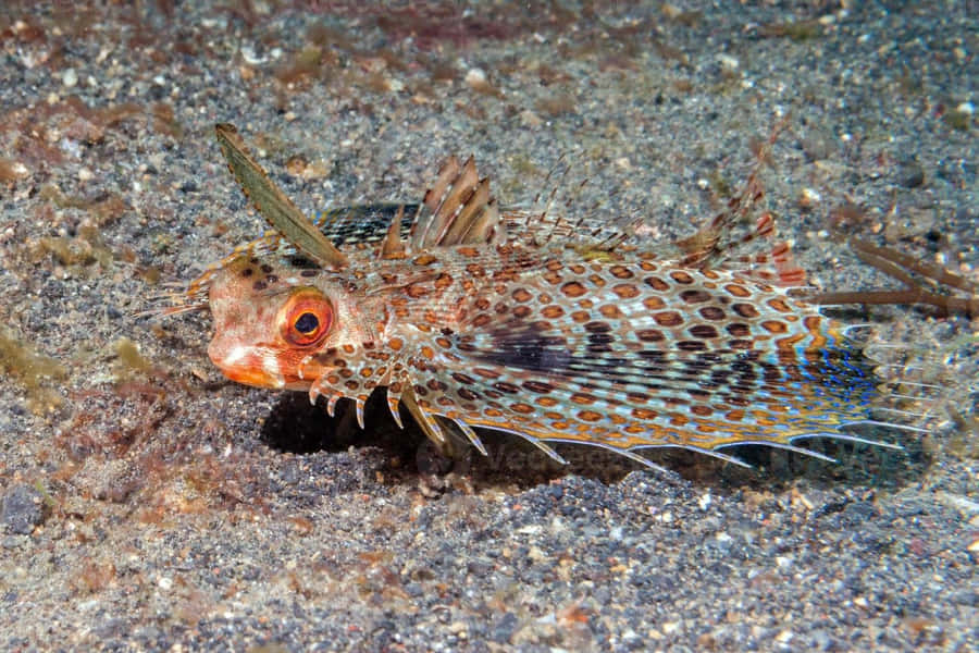 Flying Gurnard Spotted On Seabed.jpg Wallpaper