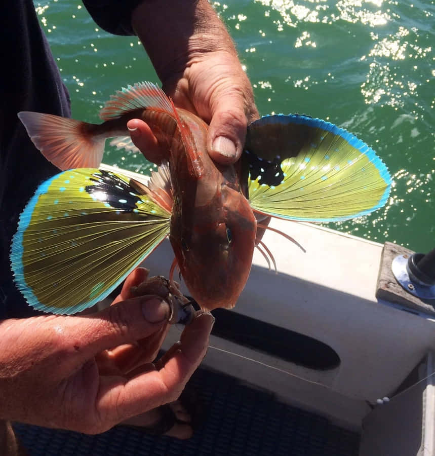 Flying Gurnard Spread Fins Wallpaper
