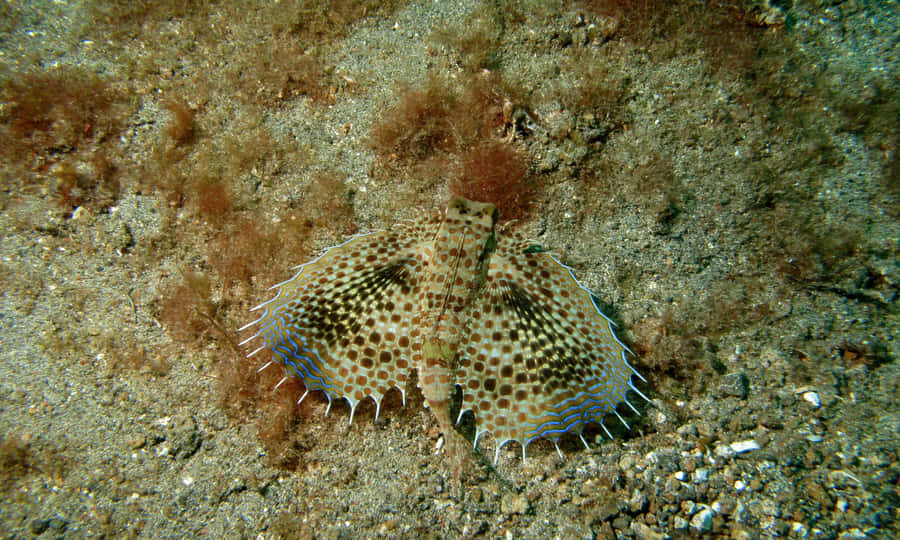Flying Gurnard Spread Fins Wallpaper