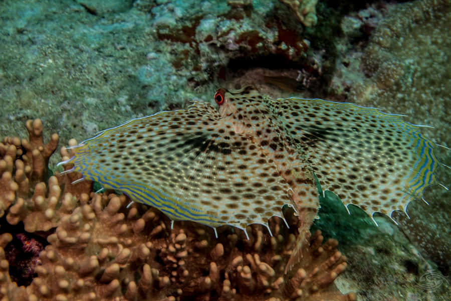 Flying Gurnard Spread Fins Wallpaper