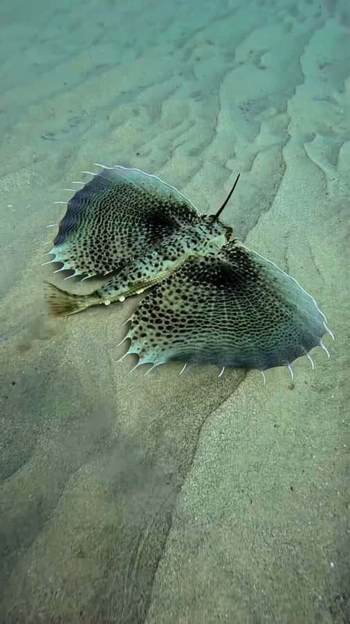 Flying Gurnard Spread Fins Sandy Bottom.jpg Wallpaper