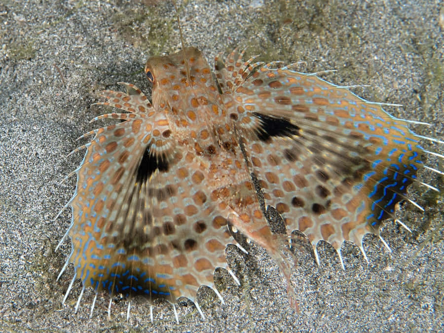 Flying Gurnard Spread Fins Sandy Bottom.jpg Wallpaper