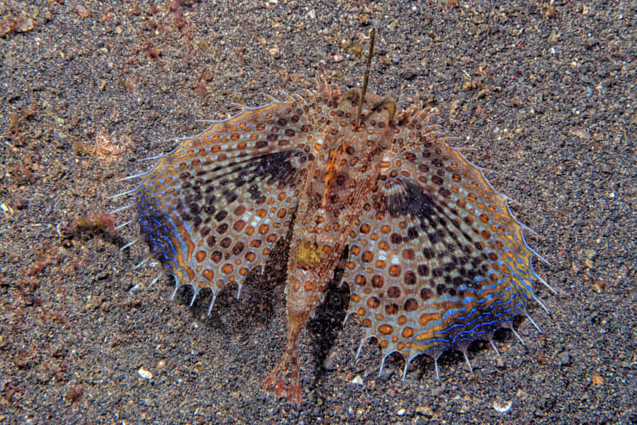 Flying Gurnard Spread Fins Sandy Bottom Wallpaper