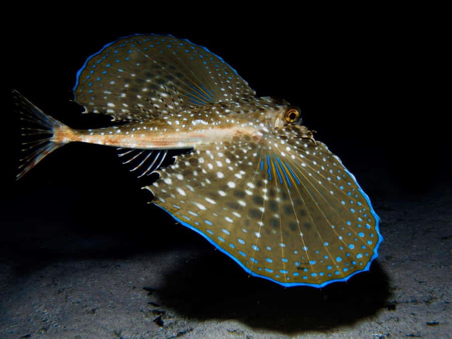 Flying Gurnard Spread Fins Underwater Wallpaper