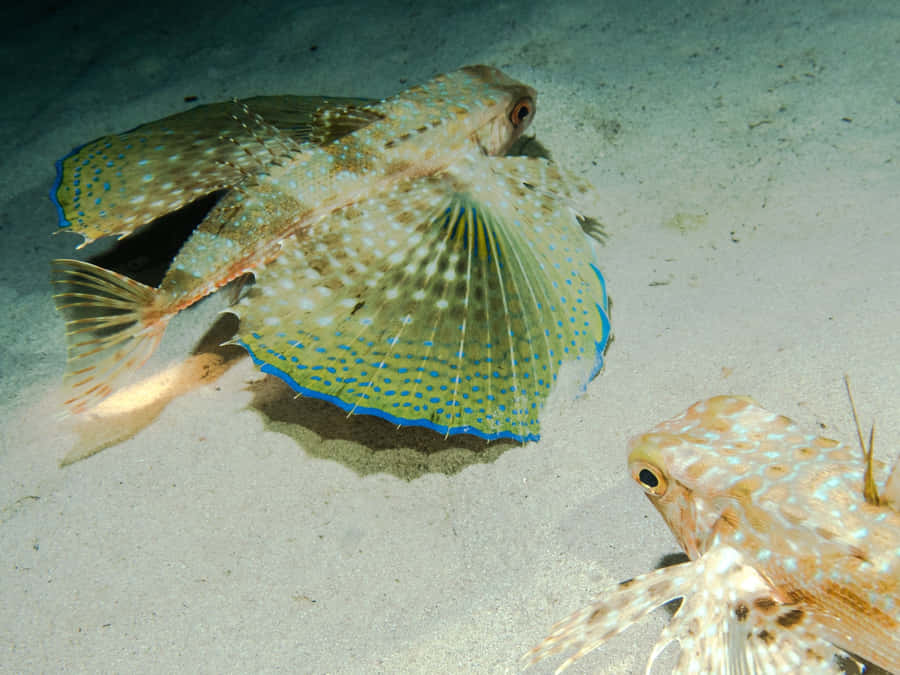 Flying Gurnard Spread Fins Underwater Wallpaper