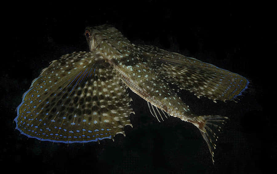 Flying Gurnard Spread Fins Wallpaper