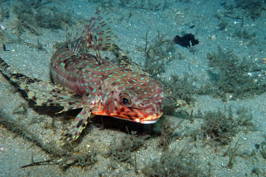 Flying Gurnard Spreading Fins Wallpaper