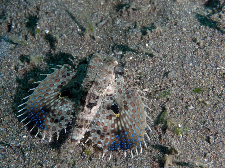 Flying Gurnard Spreading Fins Wallpaper
