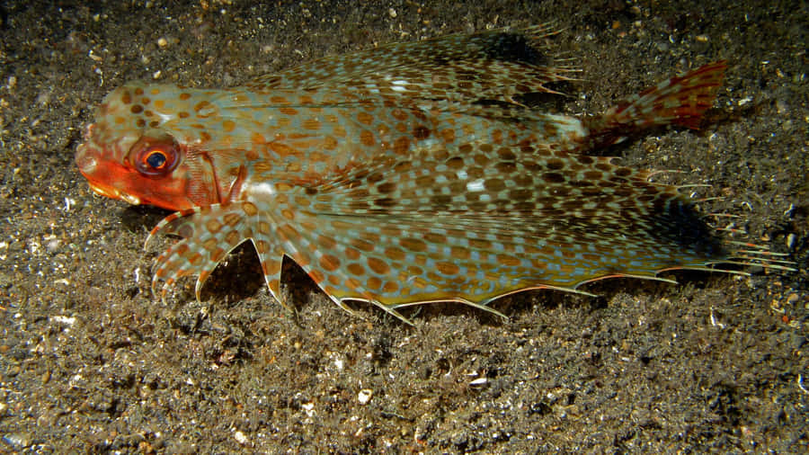 Flying Gurnard Spreading Fins Wallpaper
