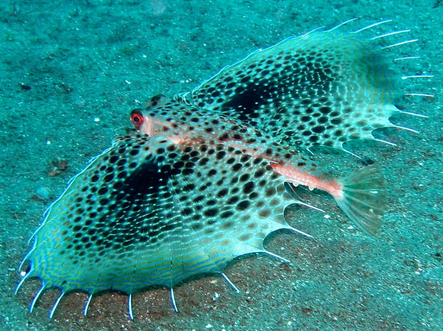 Flying Gurnard Spreading Fins Wallpaper