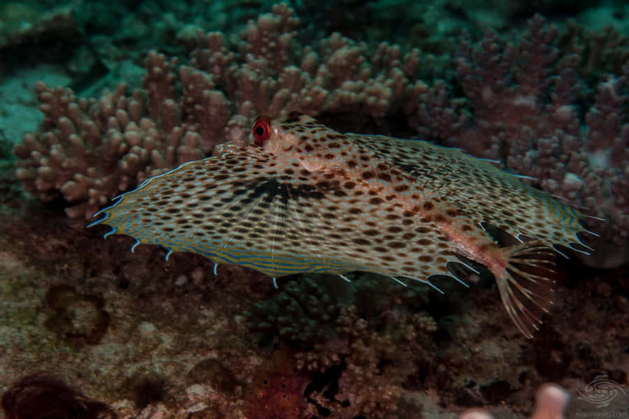 Flying Gurnard Spreading Fins Wallpaper