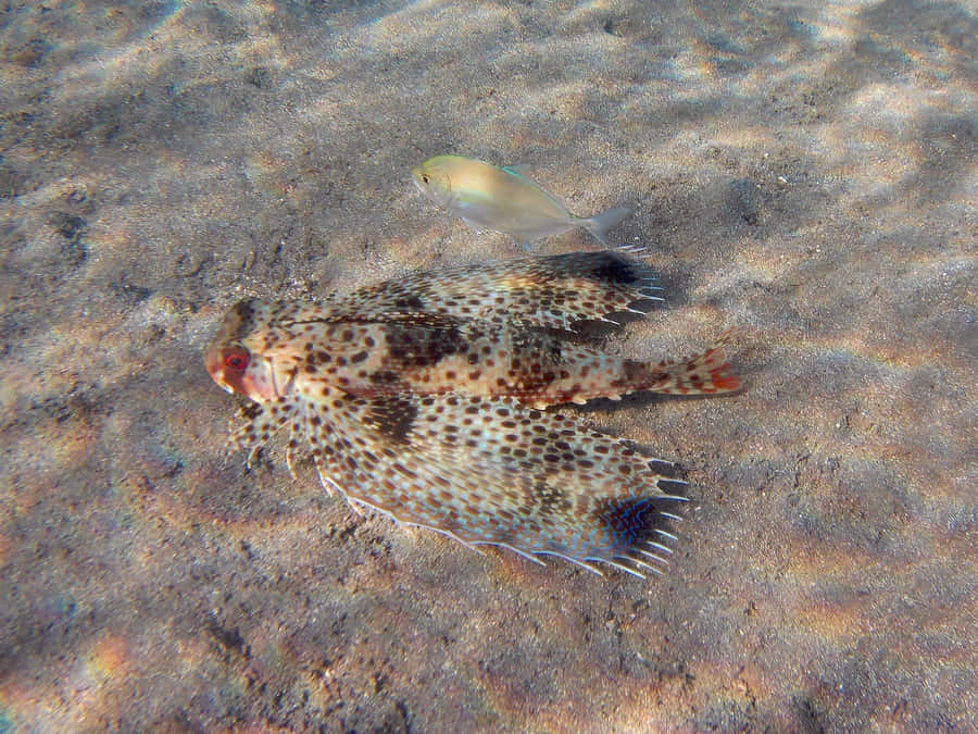 Flying Gurnard Spreading Fins Wallpaper