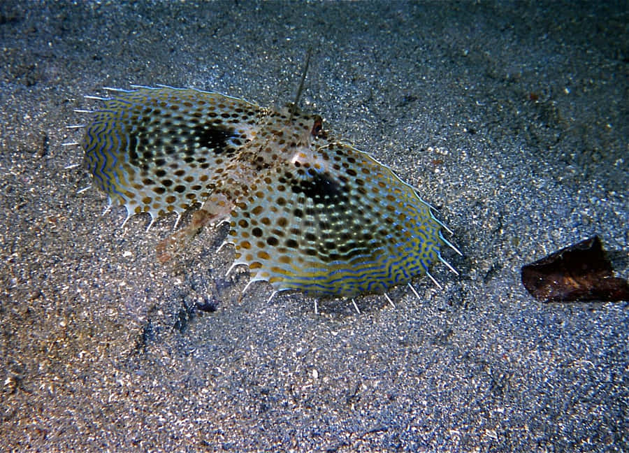 Flying Gurnard Spreading Fins Wallpaper