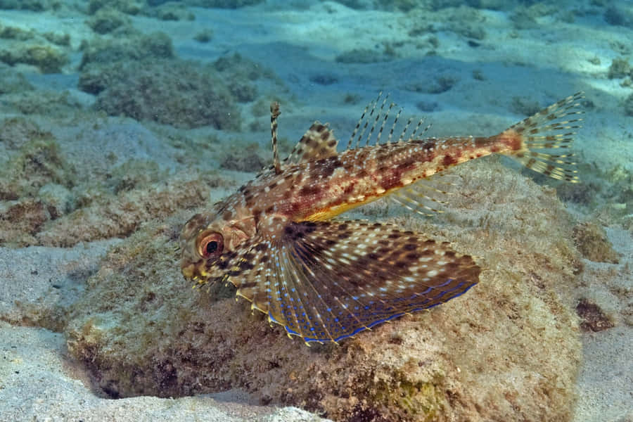 Flying Gurnard Spreading Fins Wallpaper