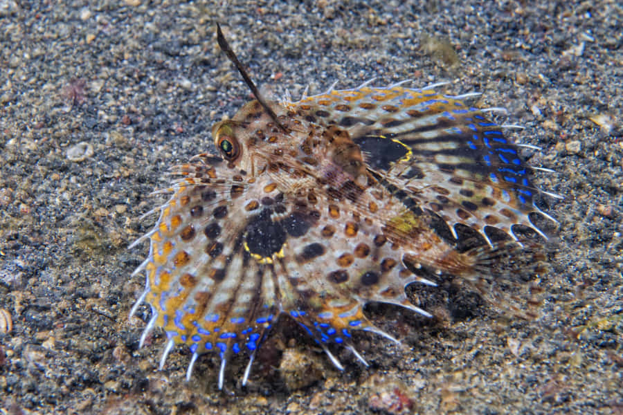 Flying Gurnard Spreading Fins Wallpaper