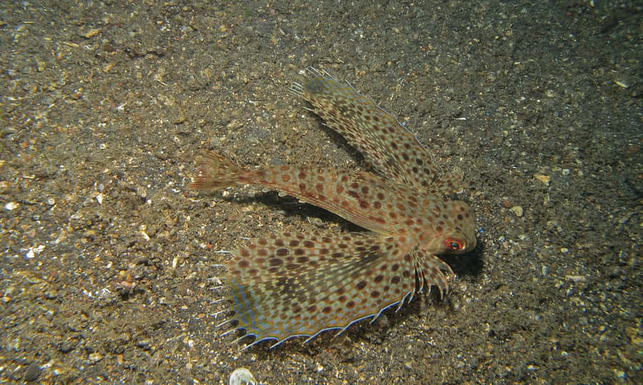 Flying Gurnard Spreading Fins Wallpaper