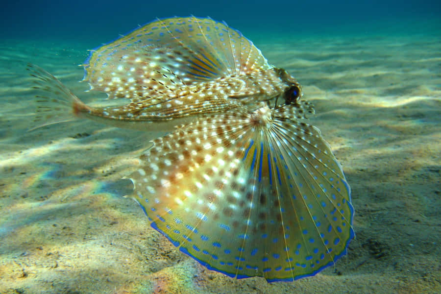 Flying Gurnard Spreading Fins Underwater Wallpaper