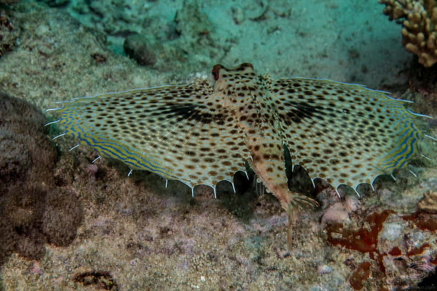 Flying Gurnard Spreading Fins Underwater Wallpaper